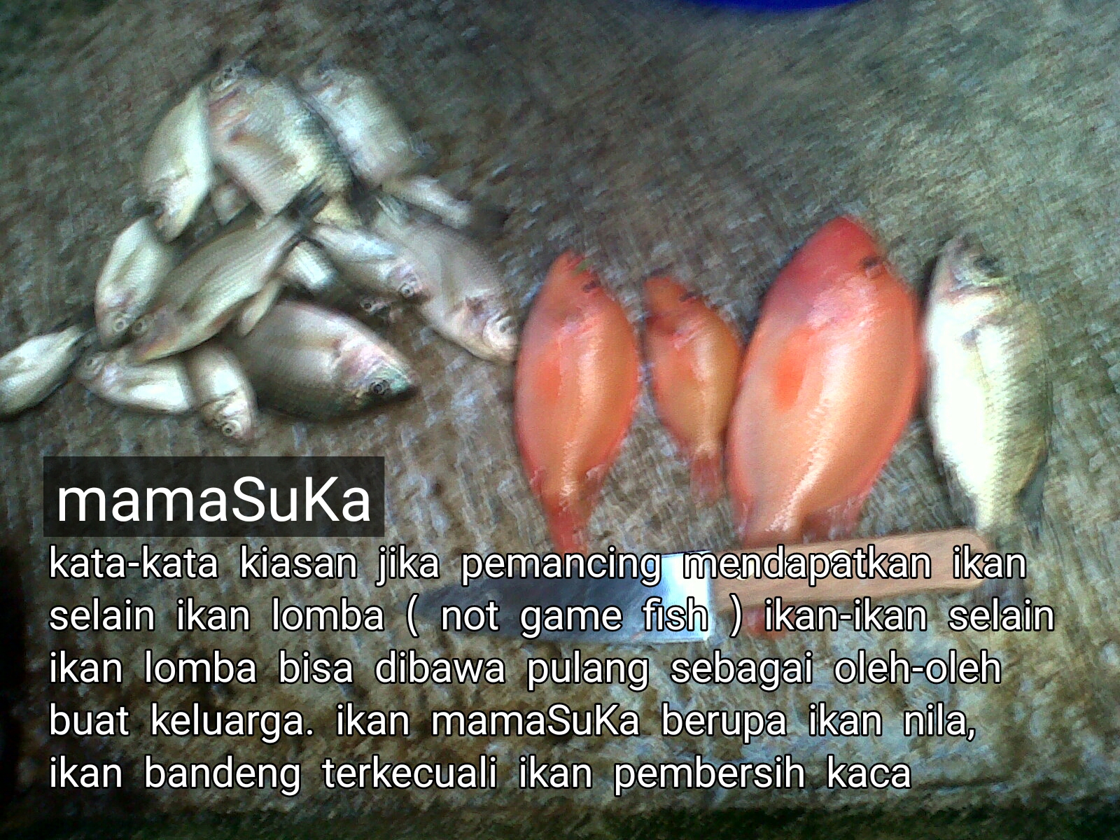 Istilah Unik Pemancing Surabaya 1 Warta Mancing